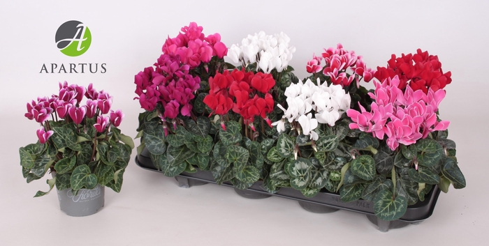 <h4>CYCL KL SUP CARINO</h4>