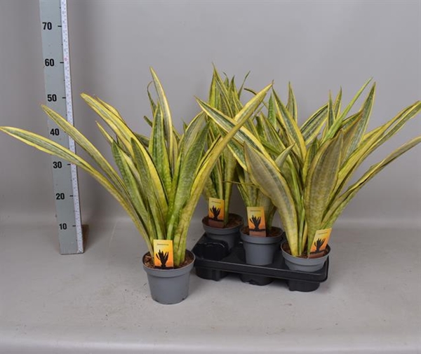 Sansevieria aubrytiana 'Yellowstone' 14Ø 55cm