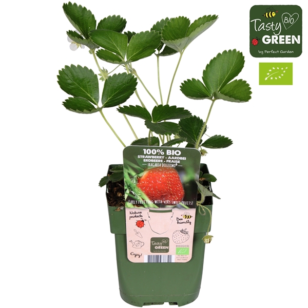 <h4>Fragaria X ananassa Delizzimo Bio P13</h4>