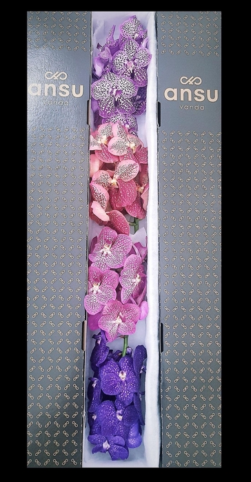 <h4>Vanda Mix Week Mix X4 Stem</h4>