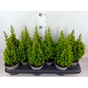 Chamaecyparis thyo. 'Spitsbergen'