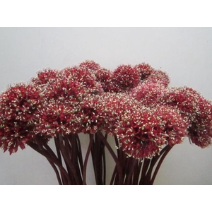 Allium Mount Rood