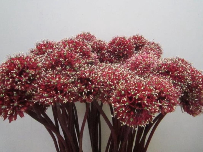 <h4>Allium Mount Rood</h4>