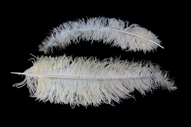 <h4>Feather ostrich creme 5st/bunch</h4>