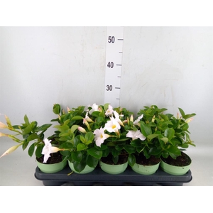 Mandevilla am. 'Sundav White'