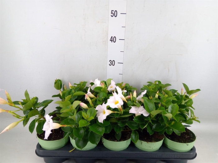 <h4>Mandevilla am. 'Sundav White'</h4>