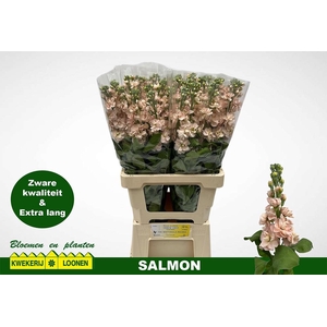 Matth Milla Salmon