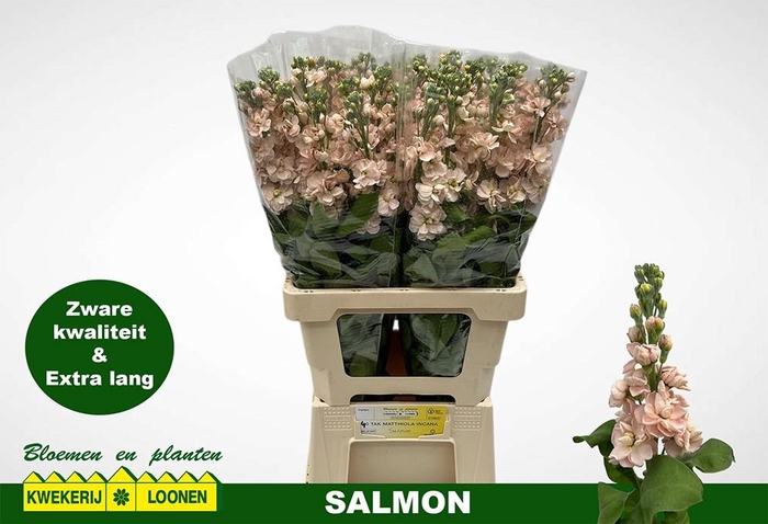 <h4>MATTH MILLA SALMON</h4>