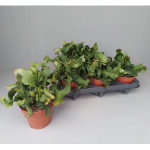 EPIPHYLL GUAT MONSTR