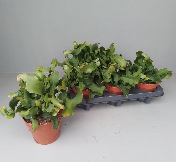 <h4>EPIPHYLL GUAT MONSTR</h4>