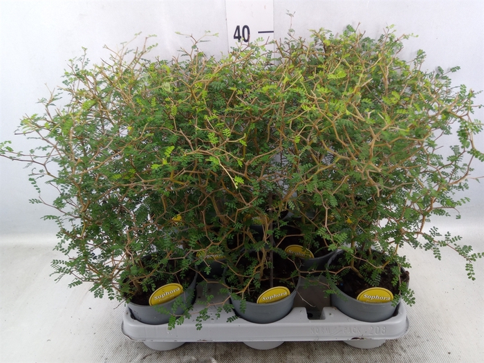 <h4>Sophora prostrata 'Little Baby'</h4>