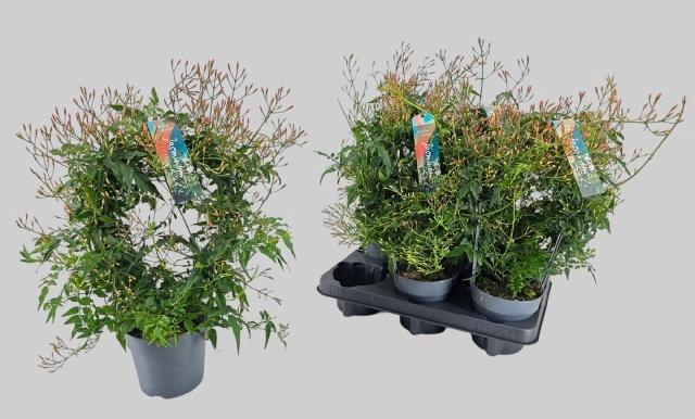 <h4>Jasm Polyanthum Wit</h4>