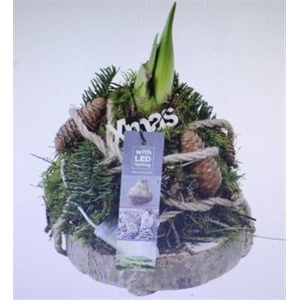 5877 AMAR MOSBOL SCHORS X3