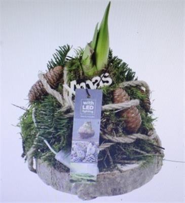 <h4>5877 AMAR MOSBOL SCHORS X3</h4>