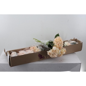 Hydr x10 Light Peach Tinted Select Box