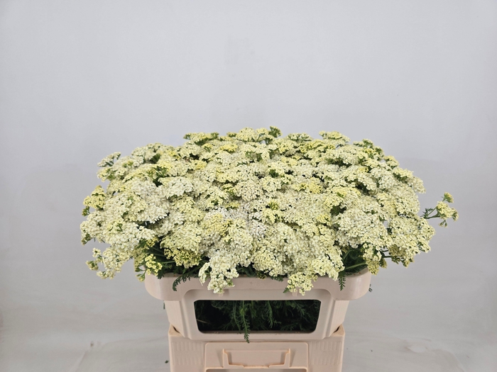 <h4>ACHIL M YUNA</h4>