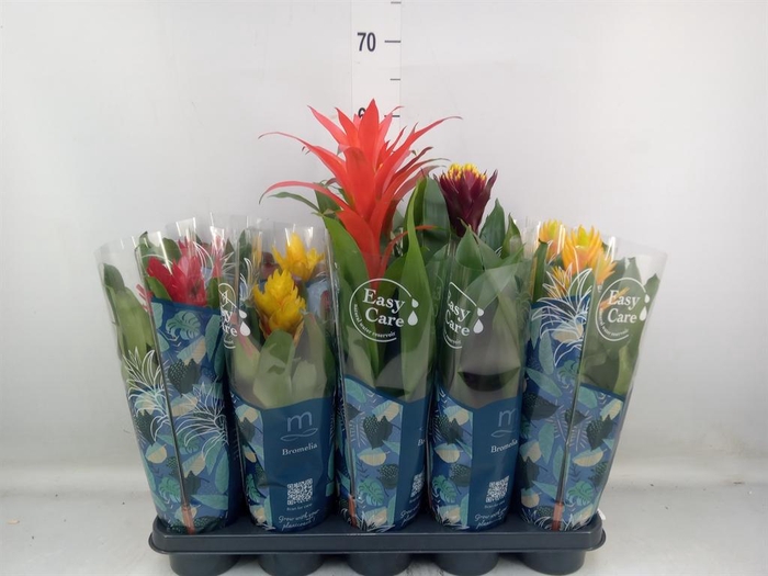 <h4>Bromelia   ...mix</h4>