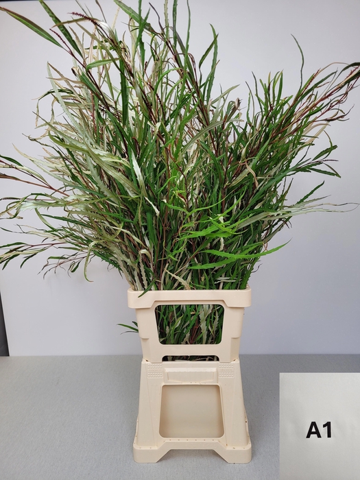 <h4>EUC GREVILLEA PB</h4>