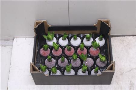 <h4>Hyacint Mix Glitter</h4>