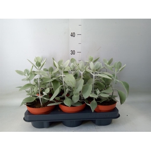 Kalanchoe NF   ...