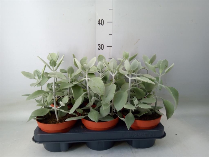 <h4>Kalanchoe NF   ...</h4>