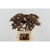 Stick Dahlia Spider Naturel