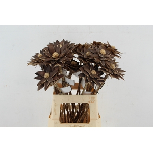 Stick Dahlia Spider Antique Gold