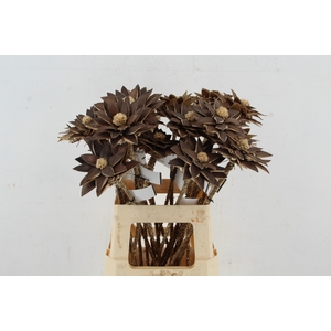 Stick Dahlia Spider Antique Gold