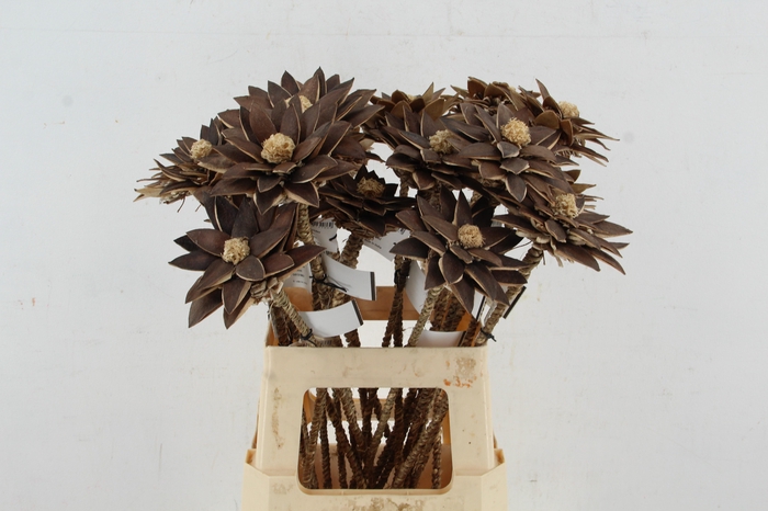 <h4>Stick Dahlia Spider Antique Gold</h4>