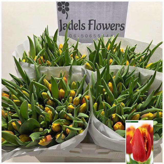 <h4>TU FR DAVENPORT</h4>