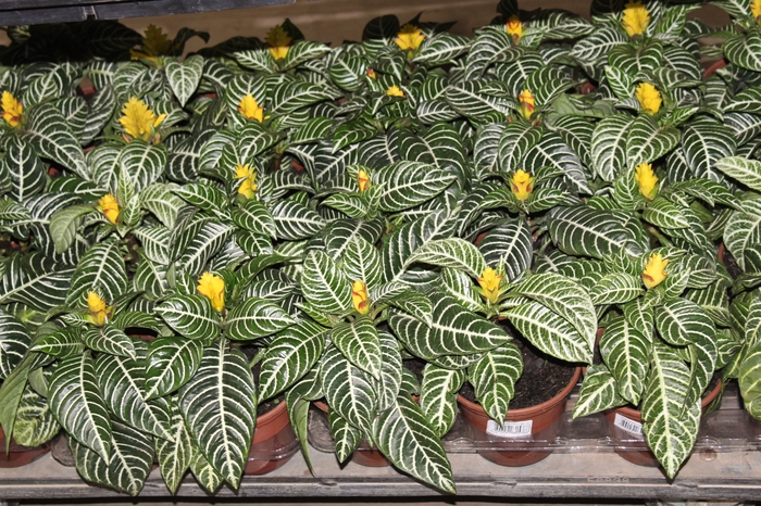 <h4>APHELANDRA COM FLOR P15 COM FLOR</h4>