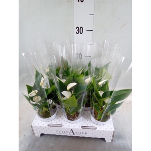 Anthurium andr. 'White Champion'