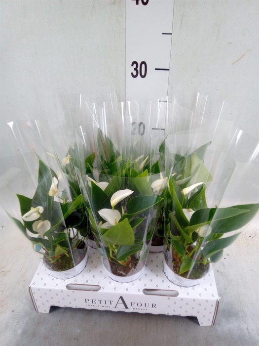 <h4>Anthurium andr. 'White Champion'</h4>
