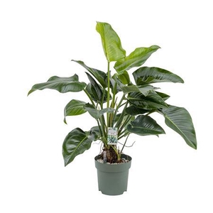 Philo Green Beauty (bark)