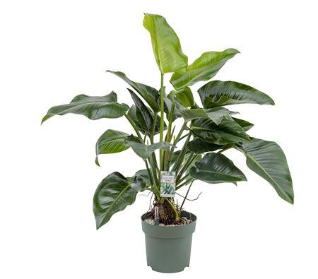 <h4>Philo Green Beauty (bark)</h4>