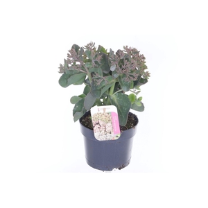 Sedum telephium Seduction PinkPassi