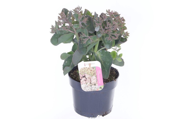 <h4>Sedum telephium Seduction PinkPassi</h4>