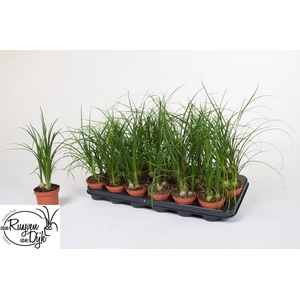 BEAUCARNEA RECUR