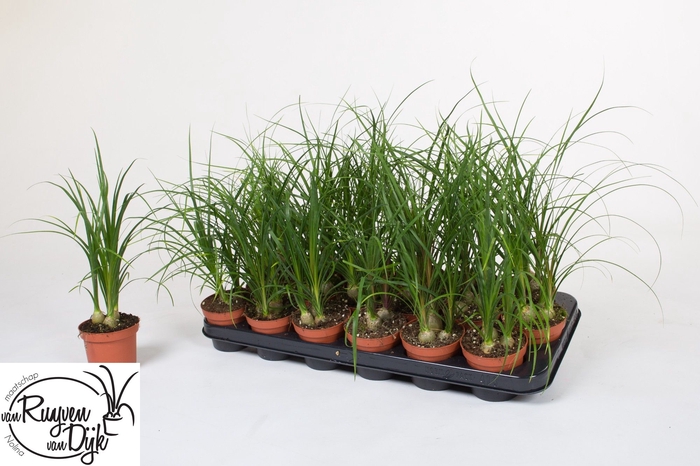 <h4>BEAUCARNEA RECUR</h4>