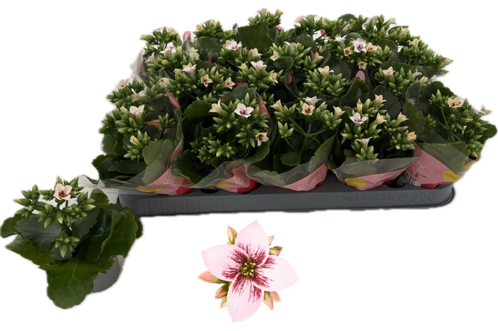 <h4>KAL EN EF SHILOH</h4>