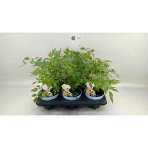 Levisticum officinale