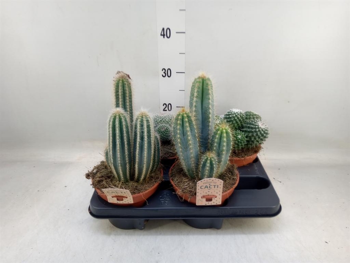 <h4>Cactus   ...mix</h4>