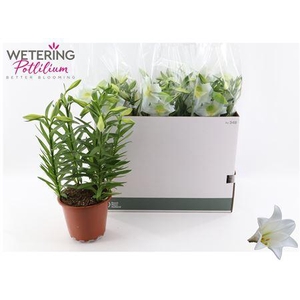 Lil Lo Miracle 5 Pp Min 10 Bloemen+