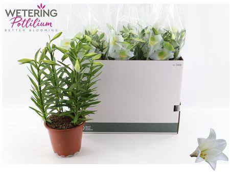<h4>Lil Lo Miracle 5 Pp Min 10 Bloemen+</h4>