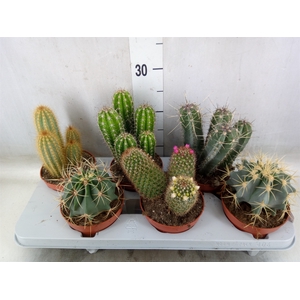 Cactus   ...mix