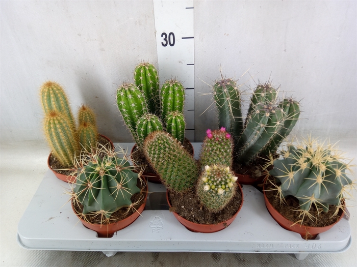 <h4>Cactus   ...mix</h4>