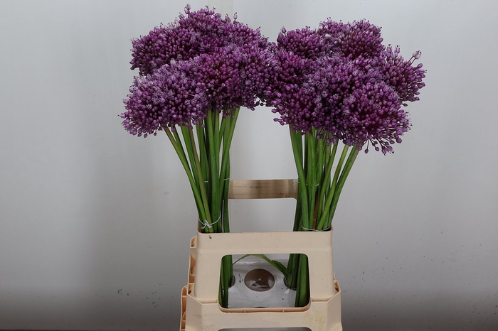 <h4>Allium Jasmine</h4>
