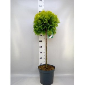 Thuja occid.