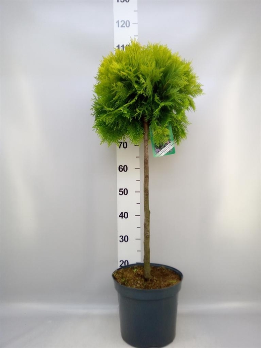 Thuja occid.