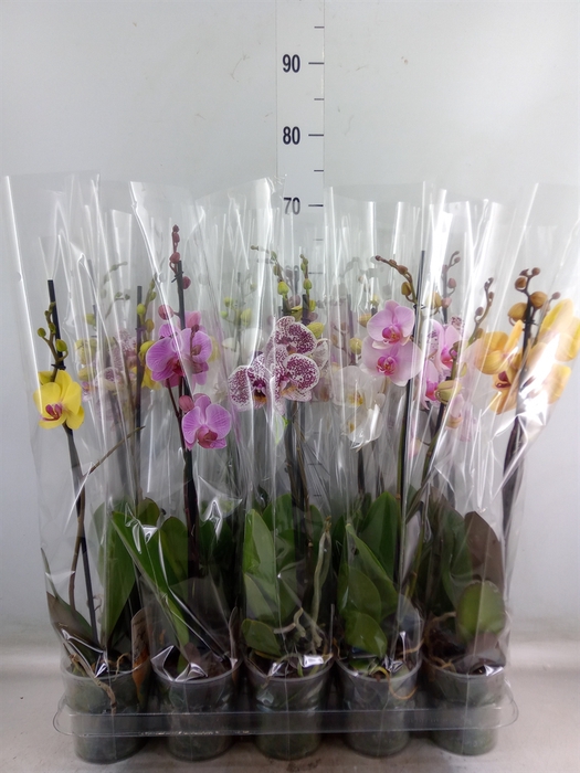 <h4>Phalaenopsis   ...mix  5</h4>